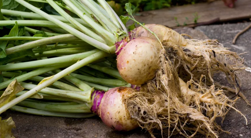 Tato kořenová zelenina je nespravedlivě podceňována