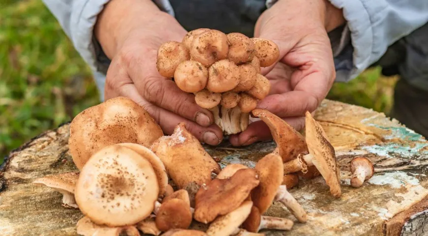 Houby obsahují specifické složky, jako je chitin, které mohou mít někteří lidé potíže s trávením.